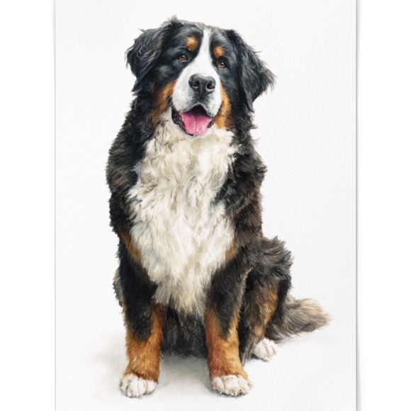 Watercolor Bernese Mountain Dog Portrait Print – Unframed Wall Art Poster - Picture 2 of 5